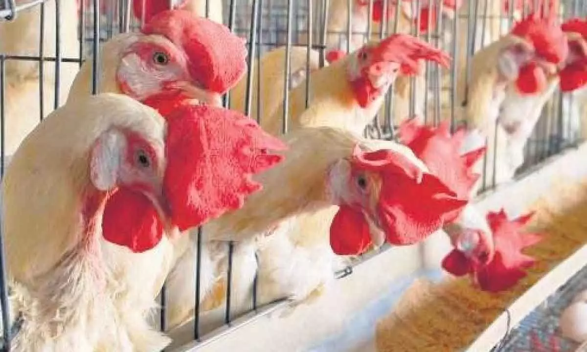 Chicken prices reach record level in Hyderabad