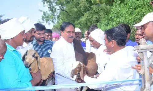 Minister for Panchayat Raj and Rural Development Errabelli Dayakar Rao distributing sheep to a Golla Kuruma beneficiary in Palakurthy constituency on Friday