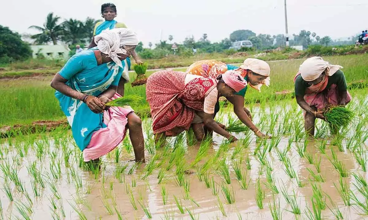 1.5 lakh tribal farmers to get Rythu Bandhu