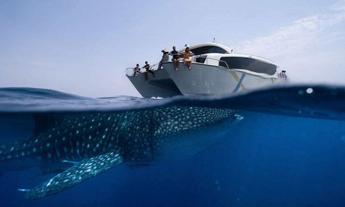 Unique ways to appreciate the mighty oceans of the world