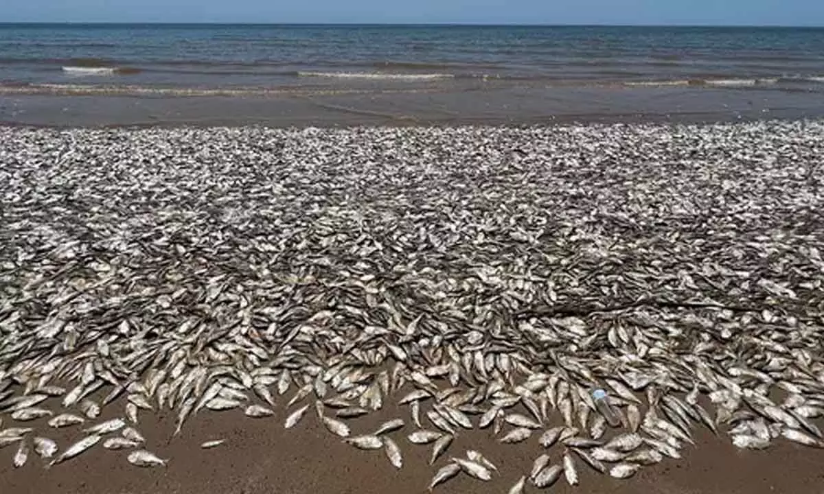 Thousands of dead fish wash ashore in Texas