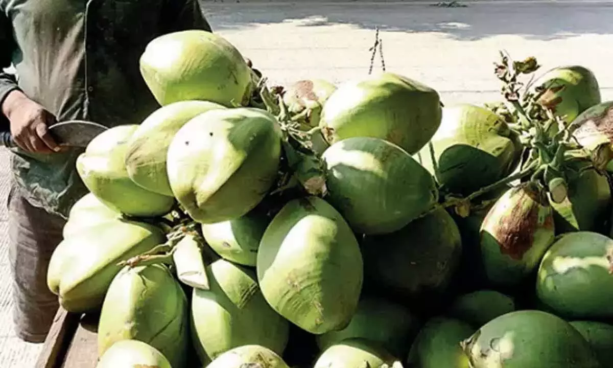 With summer heat gone Tender coconuts are heading to north