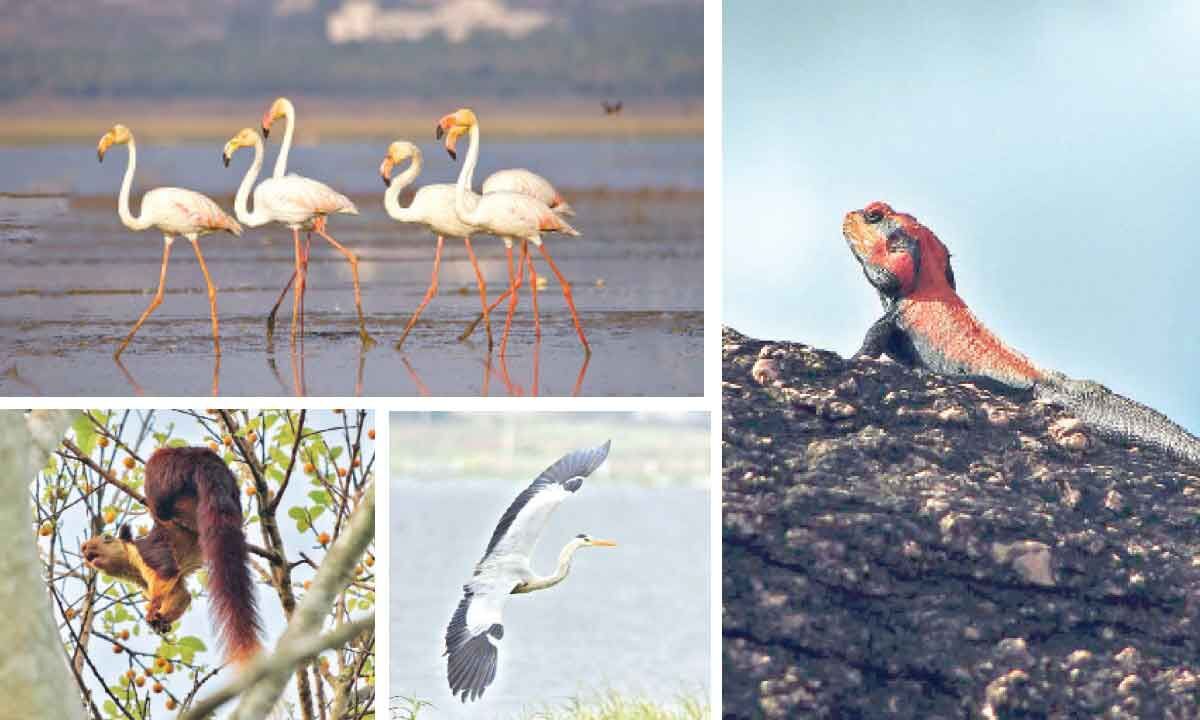 Telangana: State Biodiversity Board unveils plan to preserve natural