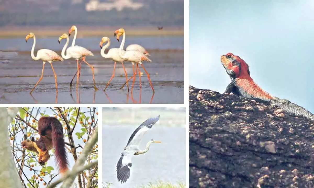 Telangana: State Biodiversity Board unveils plan to preserve natural heritage