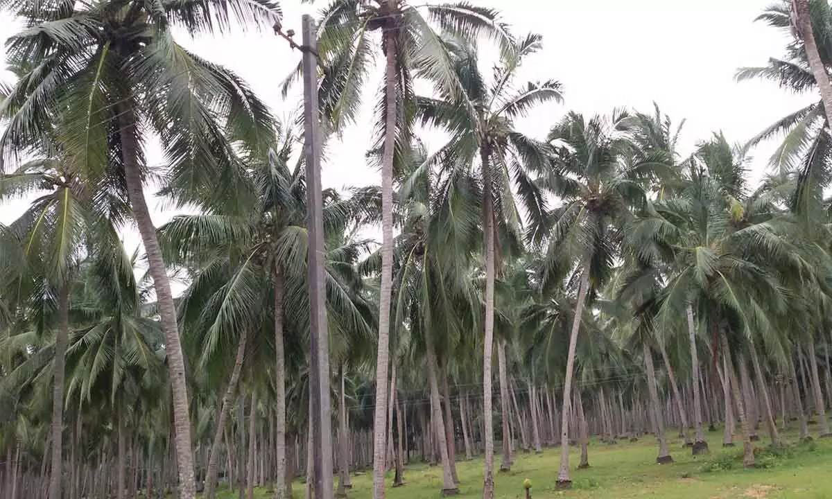 Coconut Crop