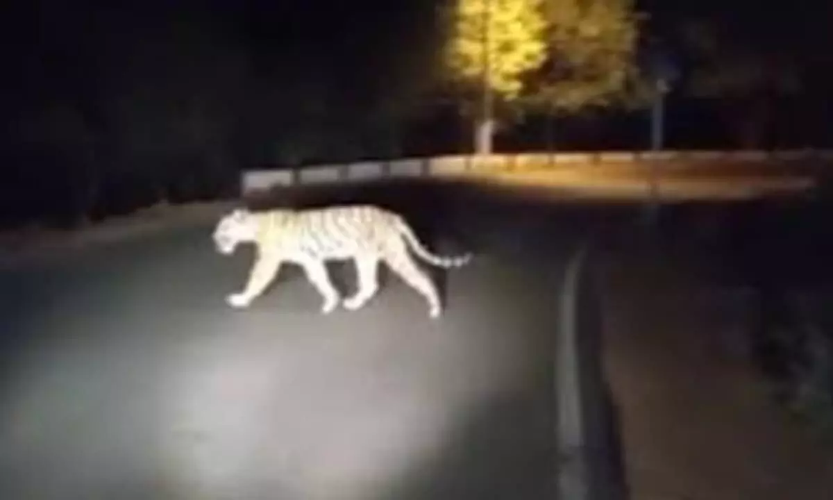 Tiger spotted in Srisailam