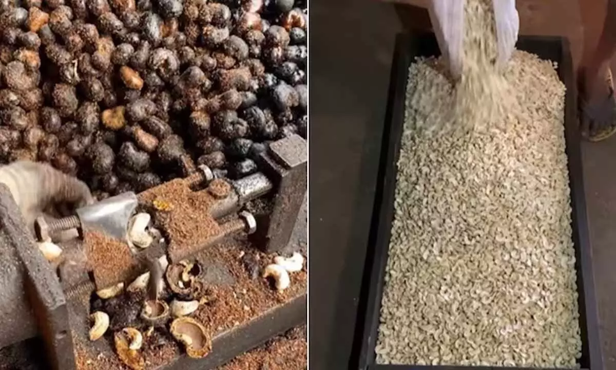 Watch The Viral Video Of The Journey Of Preparing Cashew Nuts
