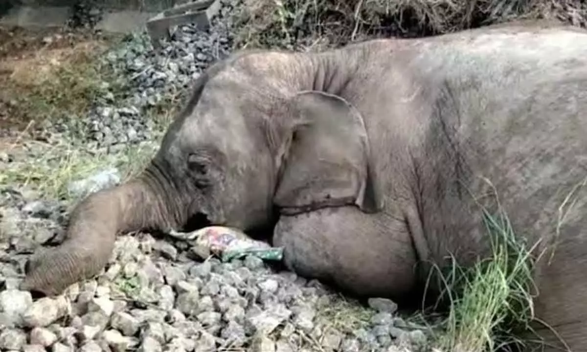 Tirupati: Three elephants die after being hit by tempo vehicle