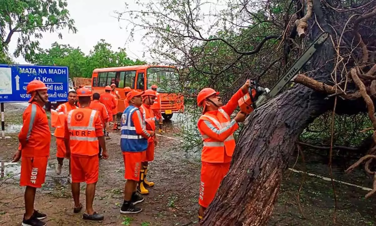 NDRF personnel clear  uprooted trees in Gujarat