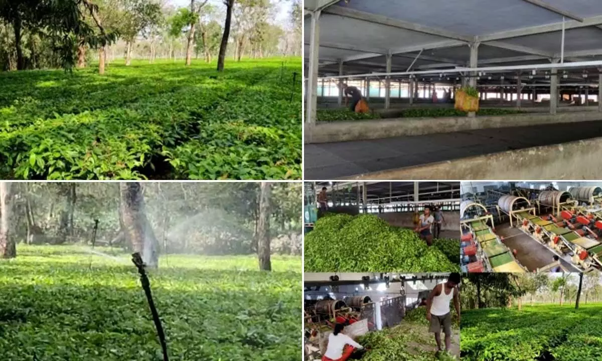 With Kishanganj becoming a big tea producer, Bihar govt mulls tea city plan
