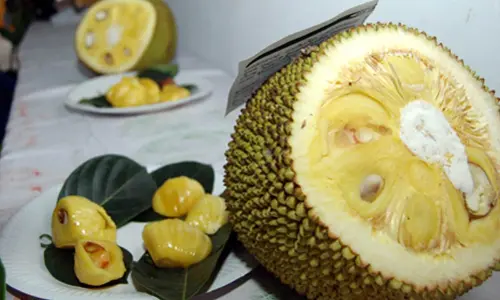 Jackfruit mela