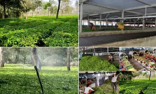 With Kishanganj becoming a big tea producer, Bihar govt mulls tea city plan