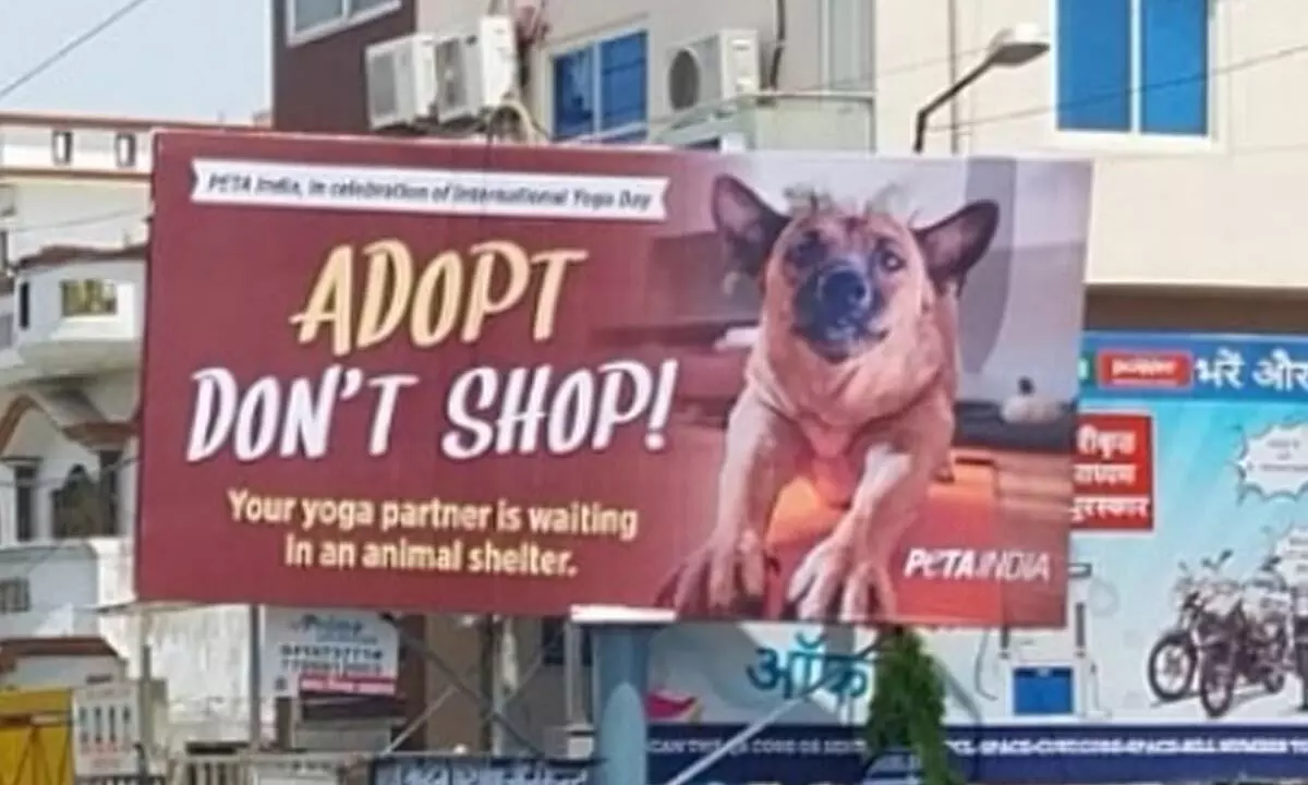 PETA urges people to adopt a Yoga buddy from animal shelter