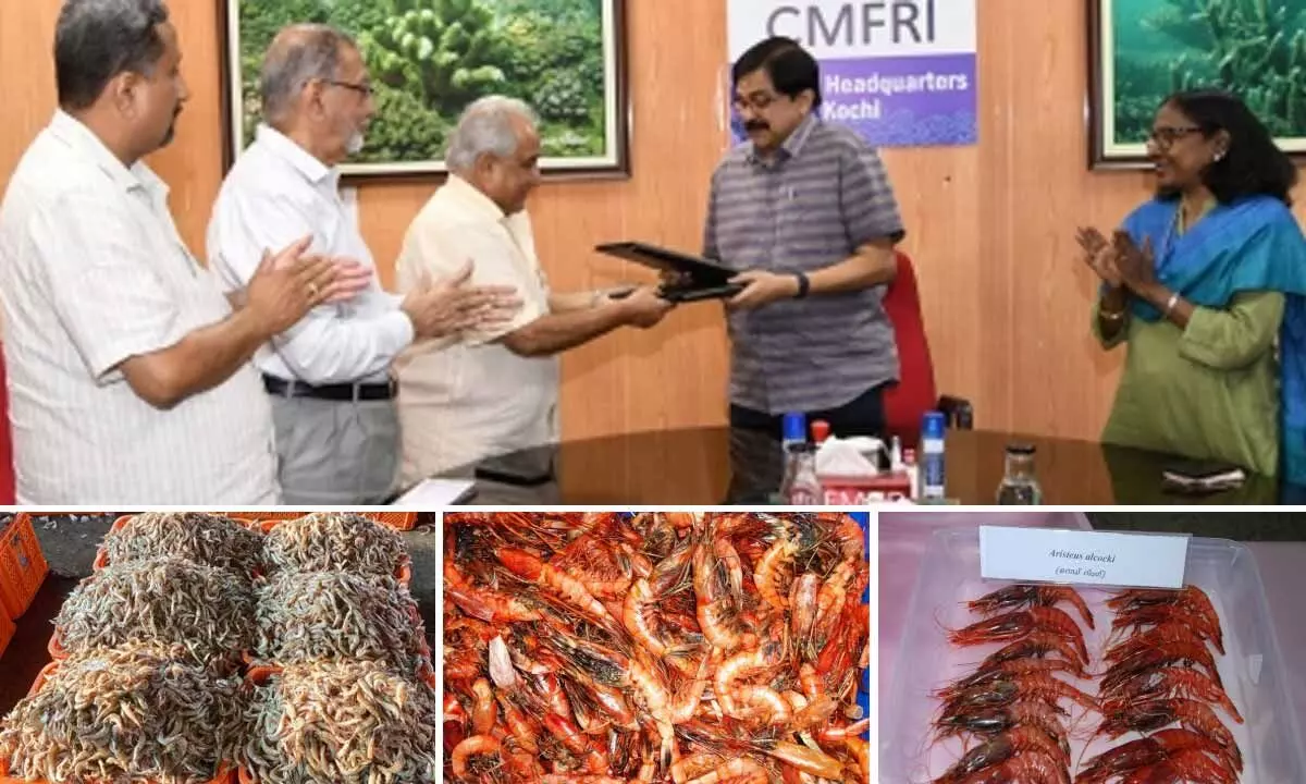 CMFRI to strengthen sustainable harvest of selected trawl fishery in Kerala