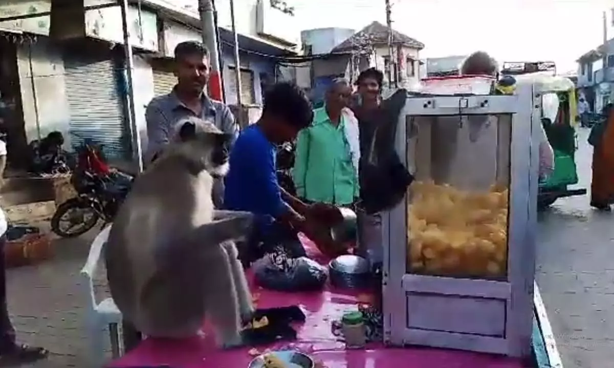 Watch The Viral Video Of A Monkey Enjoying Golgappe Platter