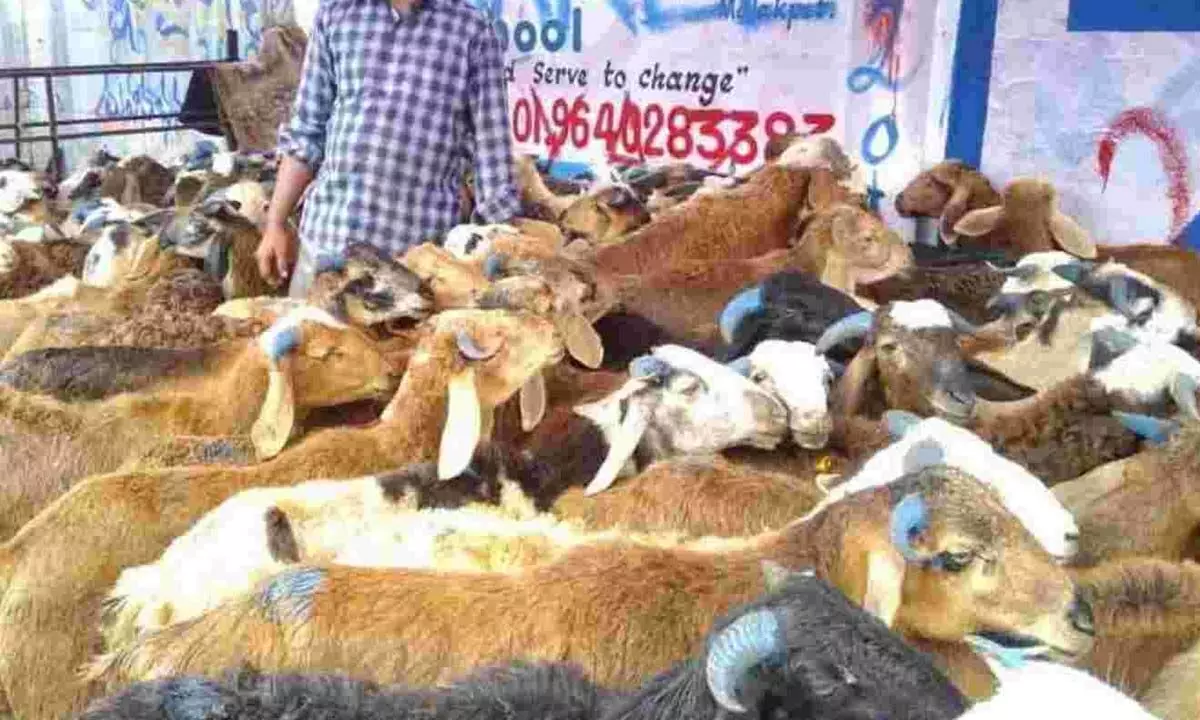 HyderabadPrices of sacrificial animals shoot up