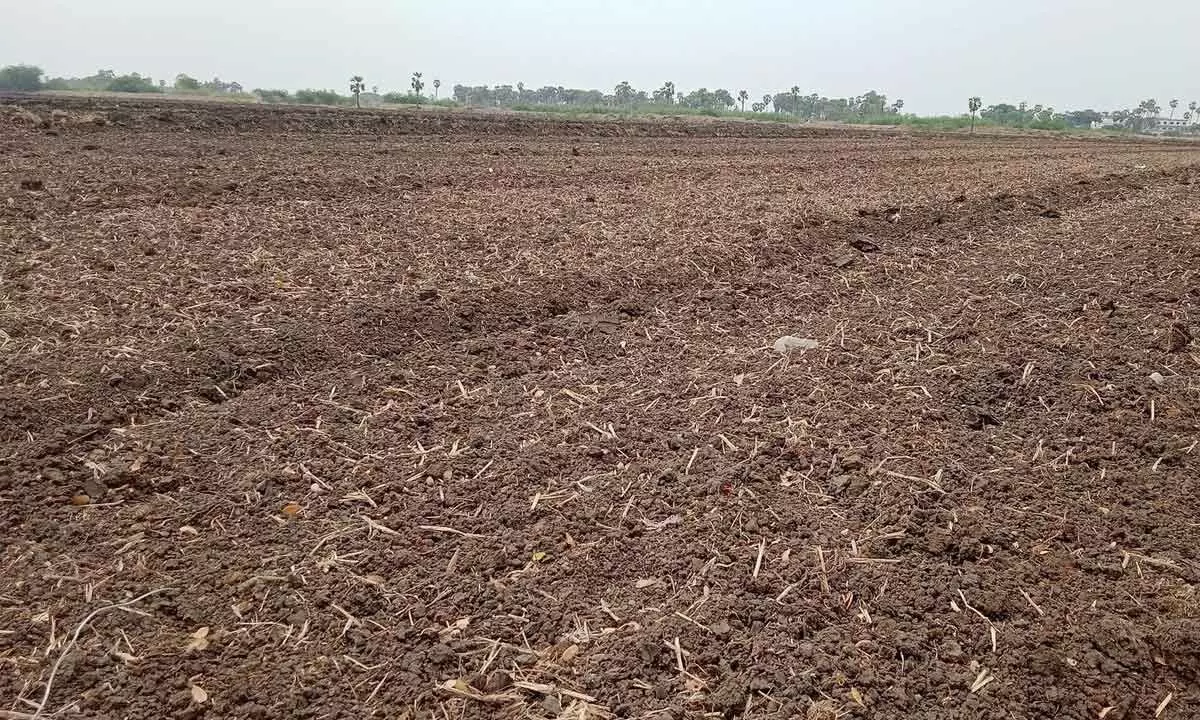 Delayed monsoon worries Krishna delta farmers