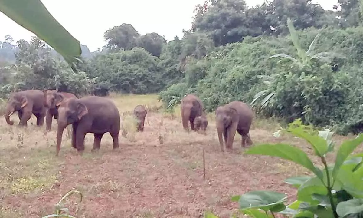 Parvathipuram: High alert on elephant movement