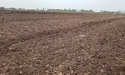 Delayed monsoon worries Krishna delta farmers