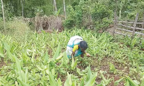 A tribal tending a nutri garden developed at Pedabayalu mandal in Alluri Sitharama Raju district