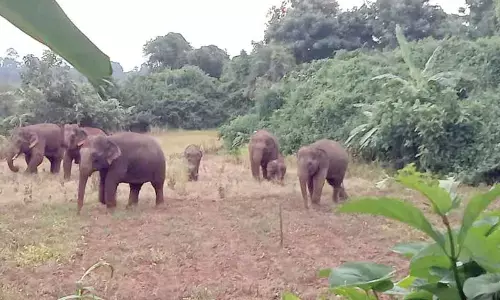 Parvathipuram: High alert on elephant movement