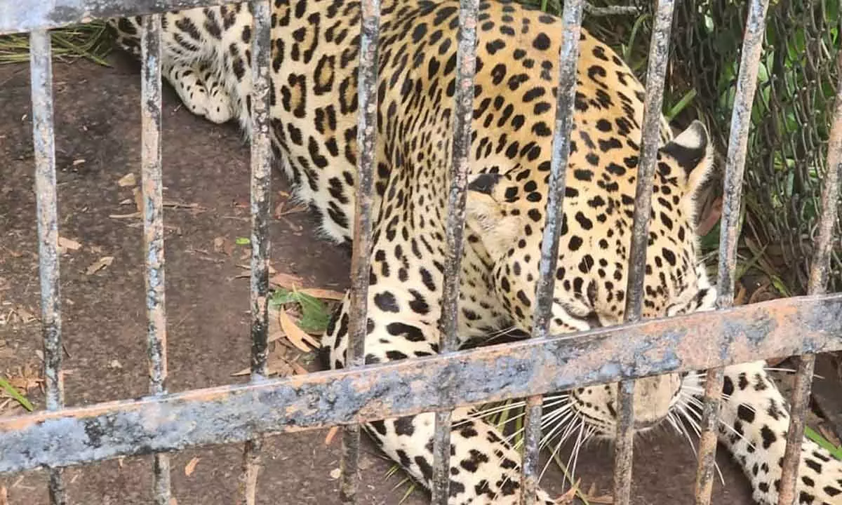 Leopard caught within 24 hours after it attacked the boy