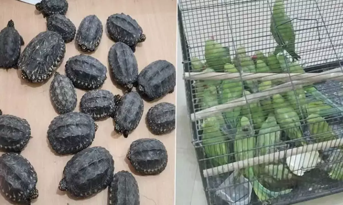 19 tortoises, 40 parrots seized in raid on pet shop in Delhi, accused on run