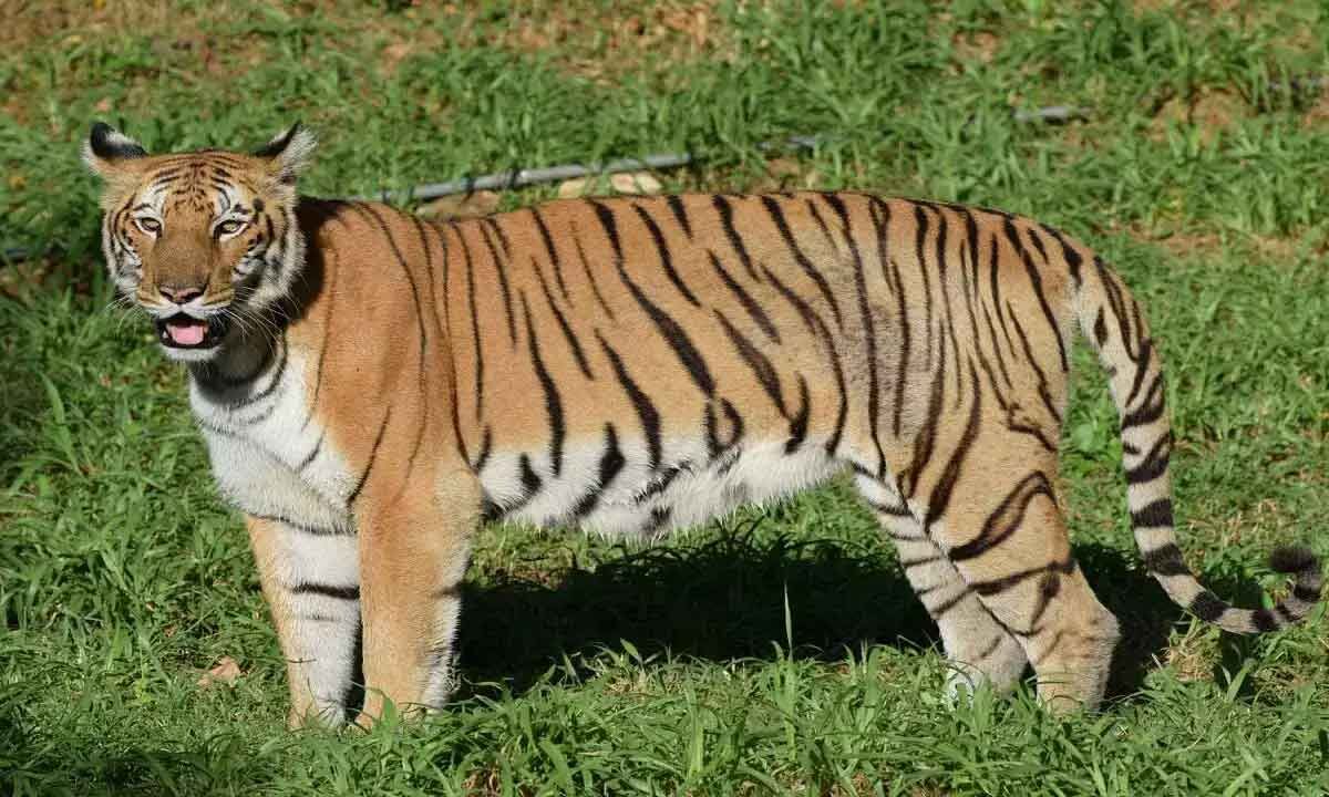 22 year old Tiger Janaki dies at Vizag Zoo