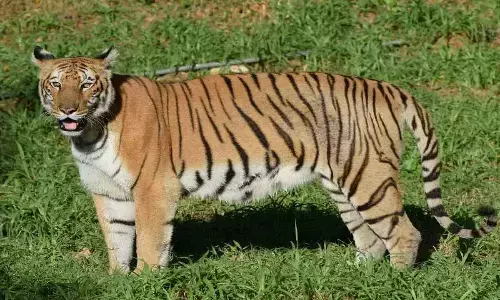 Representation purpose only