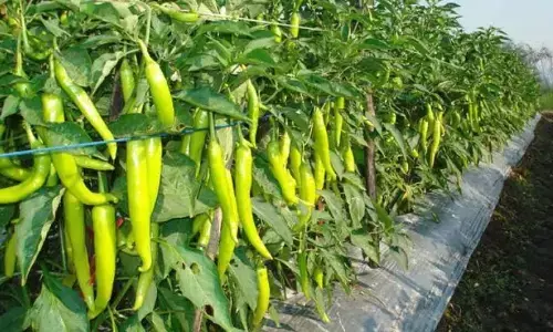 Representational Image (Chilli Nursery)