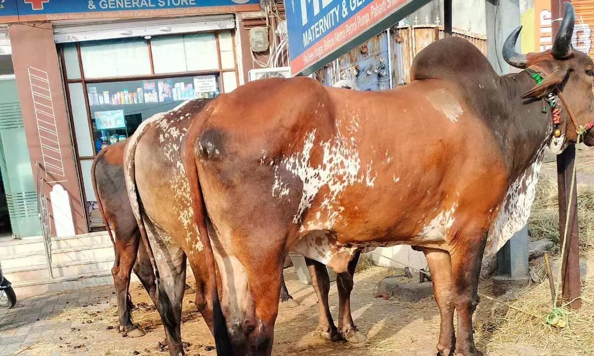 A private maternity hospital had large cattle tied at its main entrance, while patients waited inside for routine check-ups.