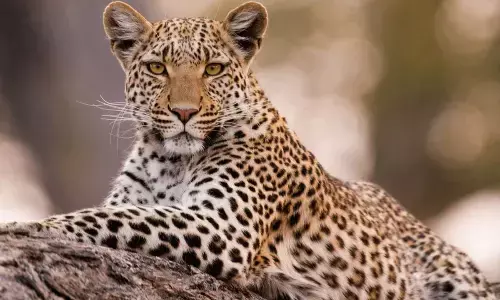 Leopard
