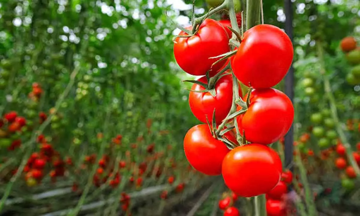 Sudden Surge In Tomato Prices Raising Concern Among Millions Of Households