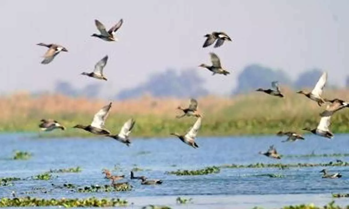 Tamil Nadu sets up authority to monitor bird sanctuaries in state