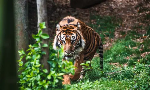 For representational purpose