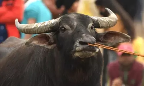 Buffalo on the run, leaves many injured in Uttar Pradesh