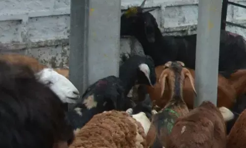 Hyd’bad braces for Bakrid today; Qurbani outsourcing gains steam