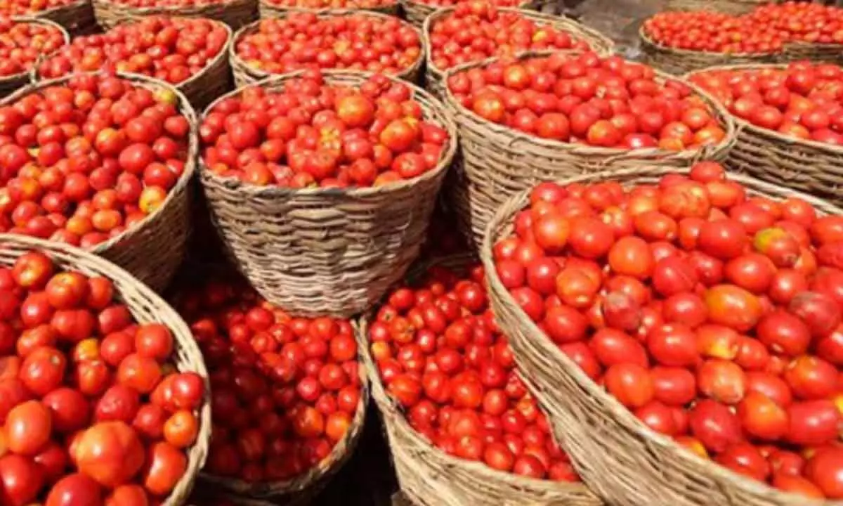 Tomato prices to settle down soon: Official