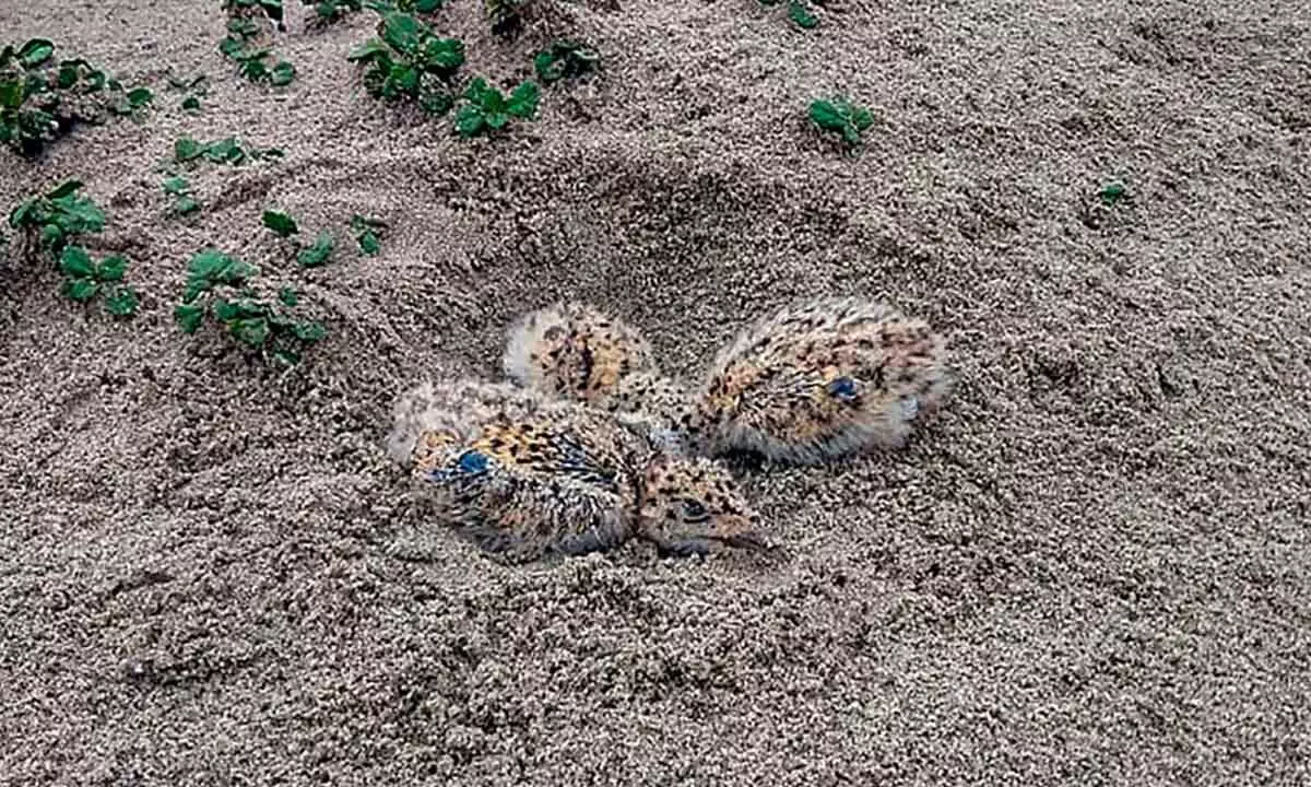 Recently-hatched chicks of Indian skimmer or Indian scissors-bill (Rynchops Albicollis) at Vikramshila Gangetic Dolphin Sanctuary, in Bhagalpur district on Wednesday. This is for the first time that the breeding site of the endangered species have been discovered in Bihar
