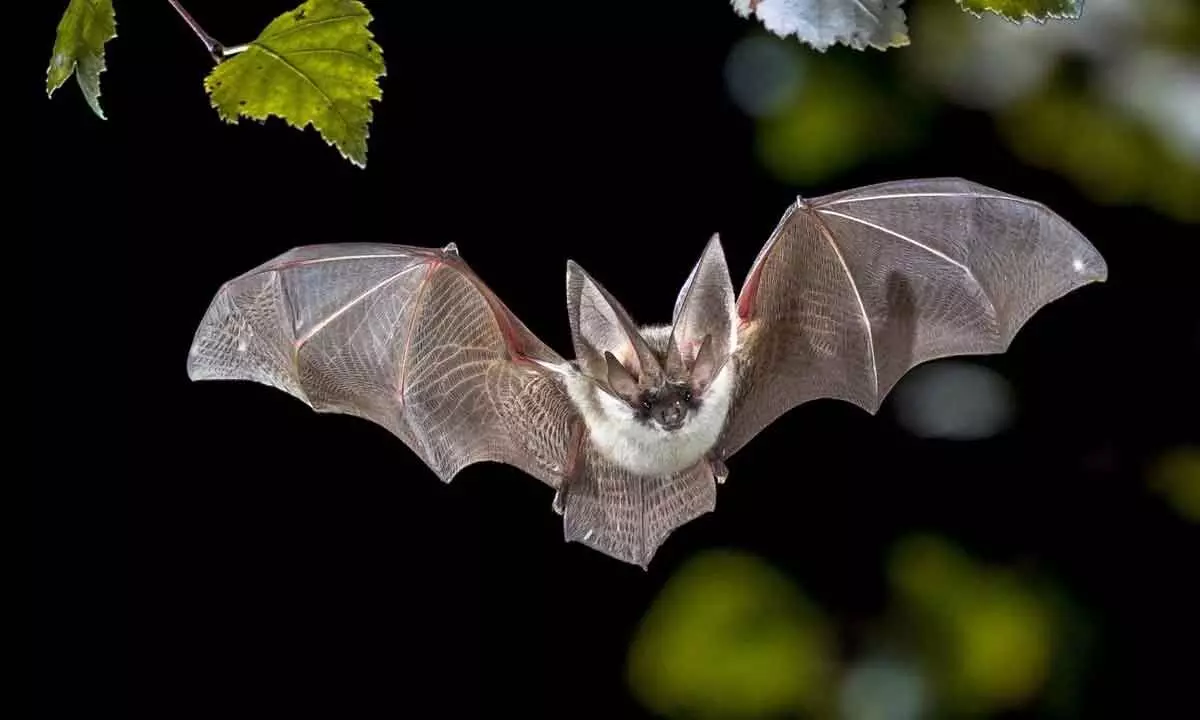 Coronaviruses detected in UK bats