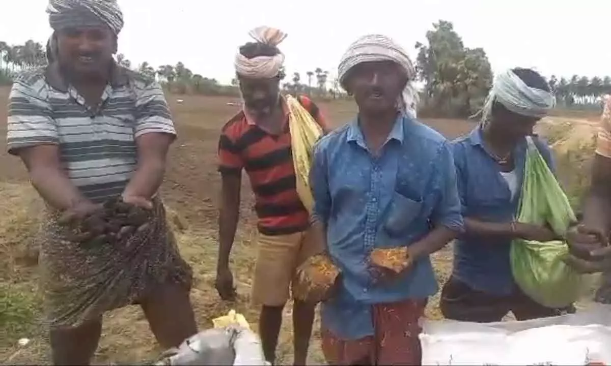 Farmers showing sand and rocks in fertiliser sacks in Pedana mandal