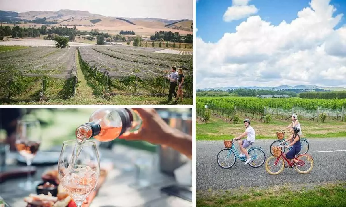 Exploring the alluring wine regions of New Zealand