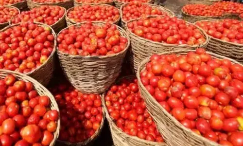 Tomato price hits all-time record