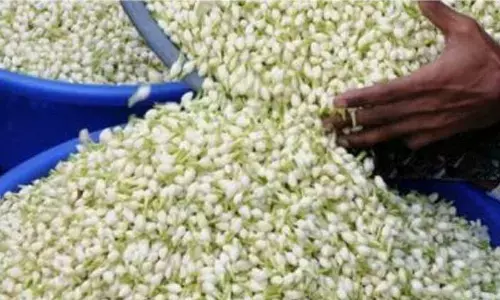 Jasmine exporters in TN demand stabilisation of fluctuating prices