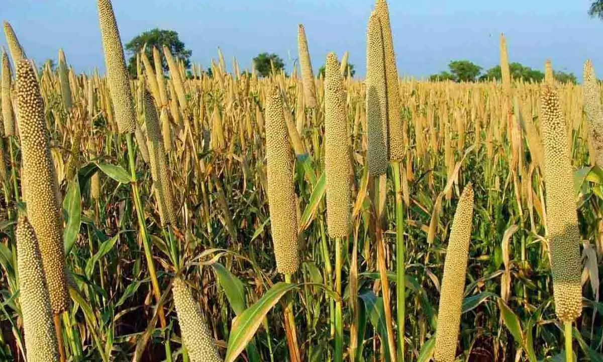 Reintegration of millets in global foodscape: Nutritional benefits & environmental resilience stand out