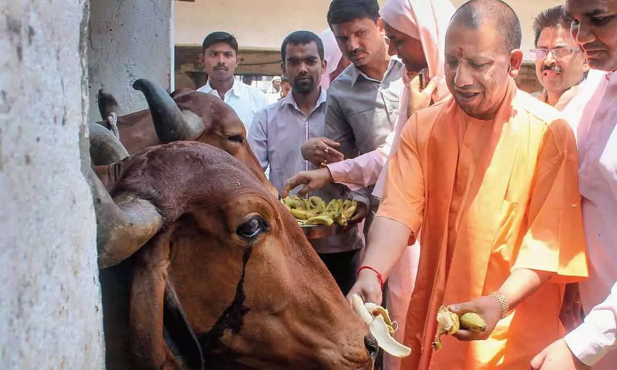 Yogi prepares to catch the bulls by their horns