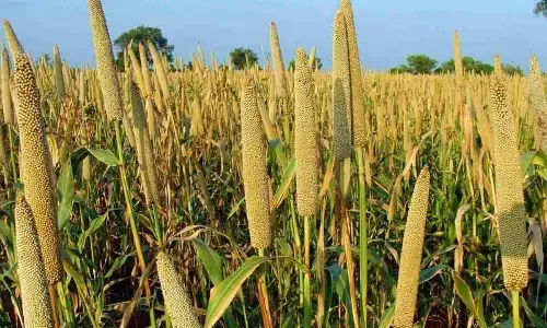 Reintegration of millets in global foodscape: Nutritional benefits & environmental resilience stand out