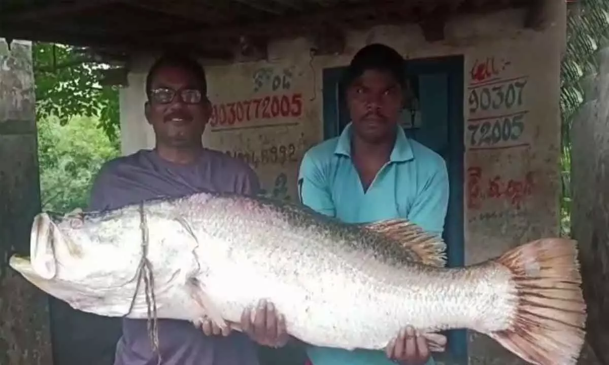 Fisherman catches a huge fish weighing 25 kg in Yanam, sells it for Rs. 17,500