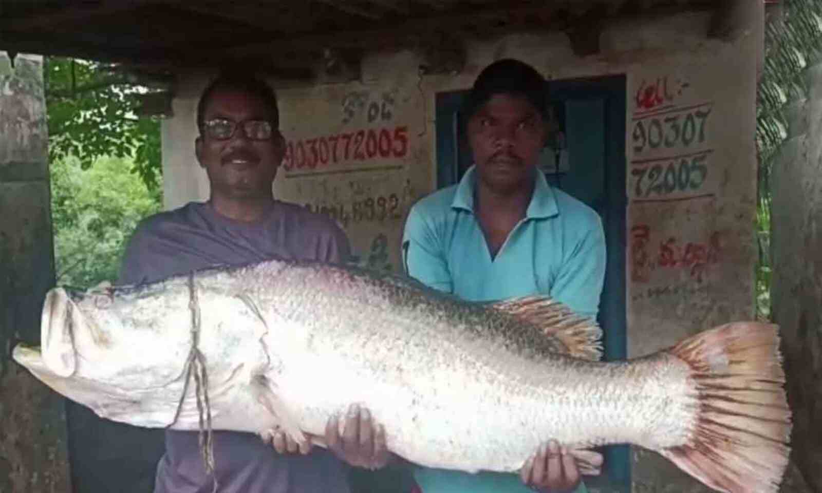 giant barramundi