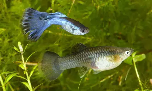 Anti-Malaria Drive: Gambusia fish to be released into water bodies